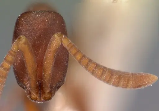 Probolomyrmex filiformis specimen CASENT0102141 image casent0102141_2