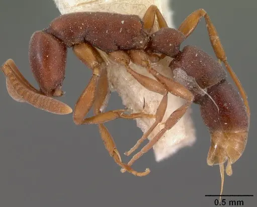 Probolomyrmex filiformis specimen CASENT0102141 image casent0102141_3