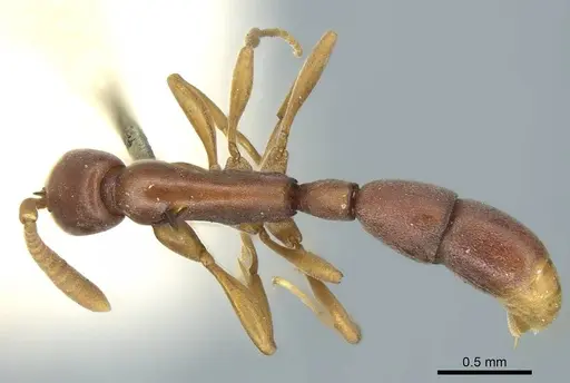 Probolomyrmex filiformis specimen CASENT0915933 image casent0915933_1