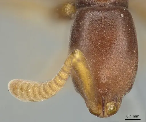 Probolomyrmex filiformis specimen CASENT0915933 image casent0915933_2