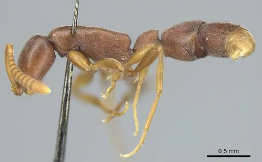 Probolomyrmex filiformis specimen CASENT0915933 image casent0915933_3