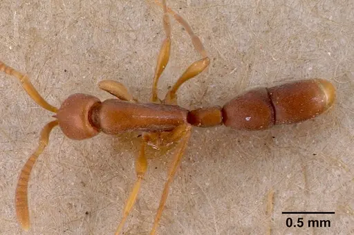 Probolomyrmex filiformis specimen SAM-HYM-C002224 image sam-hym-c002224_1