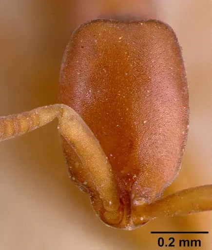 Probolomyrmex filiformis specimen SAM-HYM-C002224 image sam-hym-c002224_2