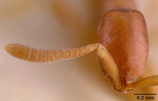 Probolomyrmex filiformis specimen SAM-HYM-C002224 image sam-hym-c002224_3