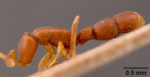 Probolomyrmex filiformis specimen SAM-HYM-C002224 image sam-hym-c002224_4