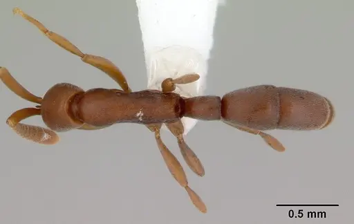 Probolomyrmex greavesi specimen CASENT0172112 image casent0172112_1