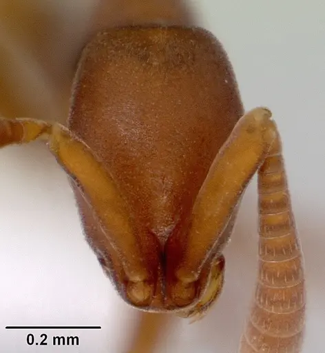 Probolomyrmex greavesi specimen CASENT0172112 image casent0172112_2