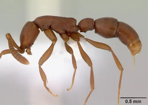 Probolomyrmex greavesi specimen CASENT0172112 image casent0172112_3