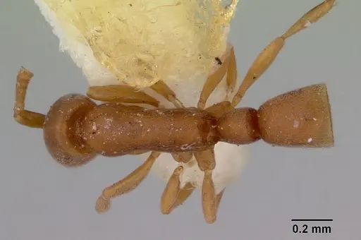 Probolomyrmex greavesi specimen CASENT0172116 image casent0172116_1