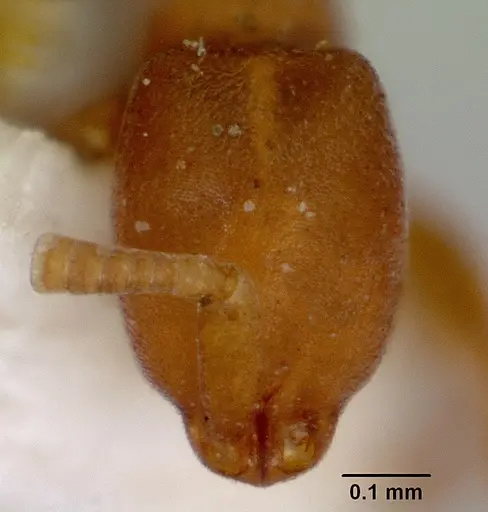 Probolomyrmex greavesi specimen CASENT0172116 image casent0172116_2