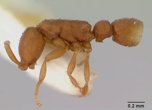 Probolomyrmex greavesi specimen CASENT0172116 image casent0172116_3