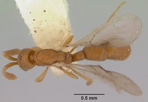 Probolomyrmex greavesi specimen CASENT0172117 image casent0172117_1