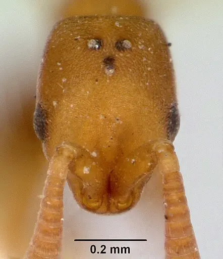Probolomyrmex greavesi specimen CASENT0172117 image casent0172117_2