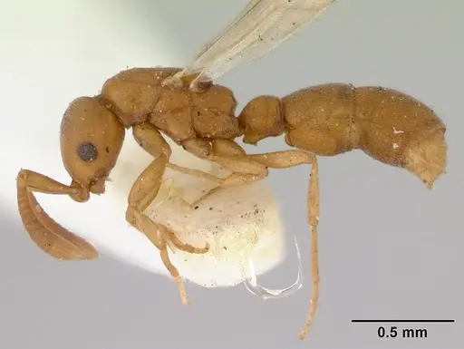 Probolomyrmex greavesi specimen CASENT0172117 image casent0172117_3