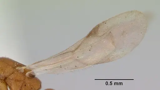 Probolomyrmex greavesi specimen CASENT0172117 image casent0172117_4