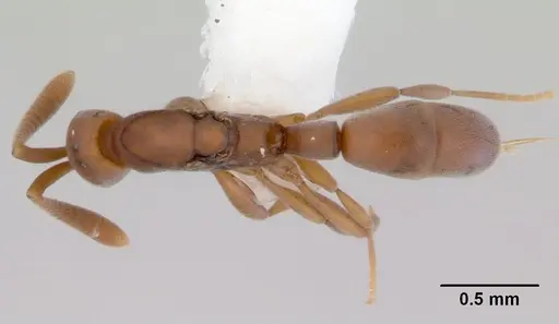 Probolomyrmex greavesi specimen CASENT0172418 image casent0172418_1