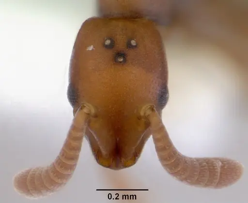 Probolomyrmex greavesi specimen CASENT0172418 image casent0172418_2