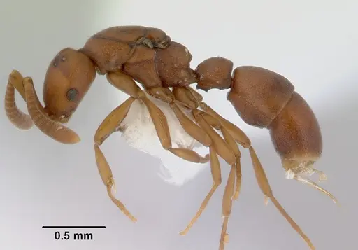 Probolomyrmex greavesi specimen CASENT0172418 image casent0172418_3