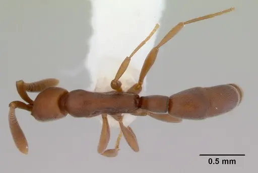 Probolomyrmex greavesi specimen CASENT0172419 image casent0172419_1
