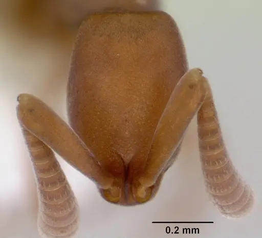 Probolomyrmex greavesi specimen CASENT0172419 image casent0172419_2