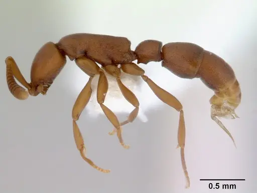 Probolomyrmex greavesi specimen CASENT0172419 image casent0172419_3