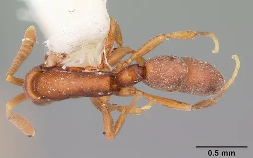 Probolomyrmex guanacastensis specimen CASENT0104673 image casent0104673_1