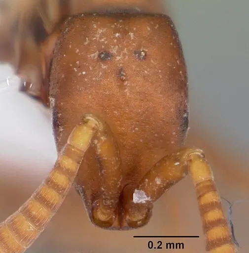 Probolomyrmex guanacastensis specimen CASENT0104673 image casent0104673_2