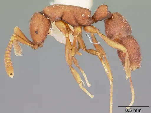 Probolomyrmex guanacastensis specimen CASENT0104673 image casent0104673_3
