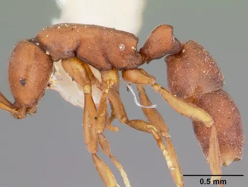 Probolomyrmex guanacastensis specimen CASENT0104673 image casent0104673_4