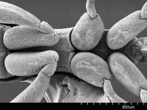 Probolomyrmex guineensis specimen ANTWEB1008582 image antweb1008582_1