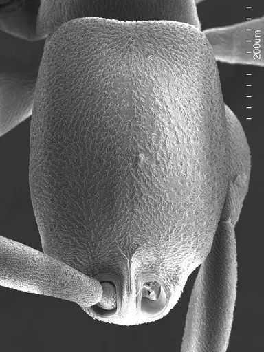 Probolomyrmex guineensis specimen ANTWEB1008582 image antweb1008582_2