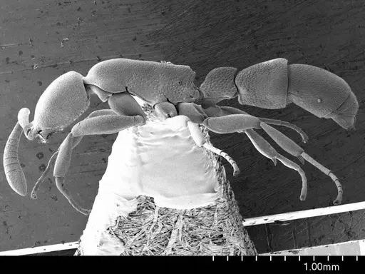 Probolomyrmex guineensis specimen ANTWEB1008582 image antweb1008582_3