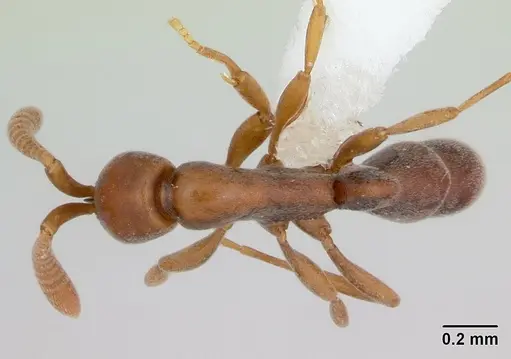 Probolomyrmex guineensis specimen CASENT0006730 image casent0006730_1