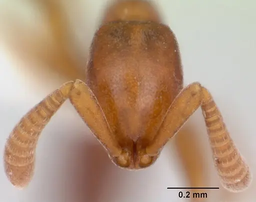 Probolomyrmex guineensis specimen CASENT0006730 image casent0006730_2