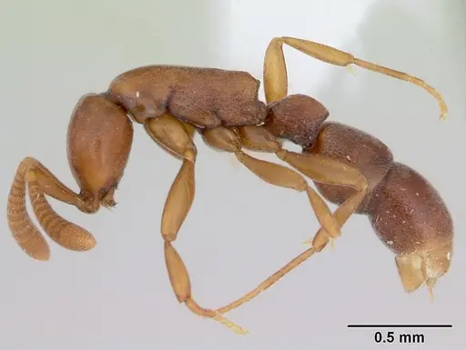 Probolomyrmex guineensis specimen CASENT0006730 image casent0006730_3