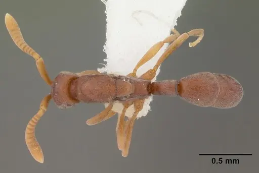 Probolomyrmex guineensis specimen CASENT0101549 image casent0101549_1