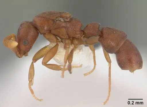 Probolomyrmex guineensis specimen CASENT0101549 image casent0101549_4