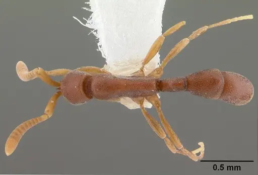Probolomyrmex guineensis specimen CASENT0101725 image casent0101725_1