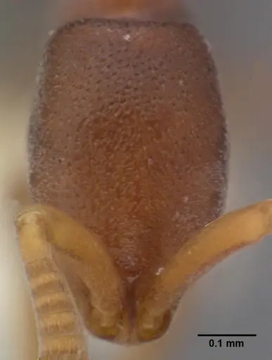 Probolomyrmex guineensis specimen CASENT0101725 image casent0101725_2