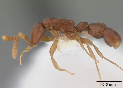 Probolomyrmex guineensis specimen CASENT0101725 image casent0101725_3