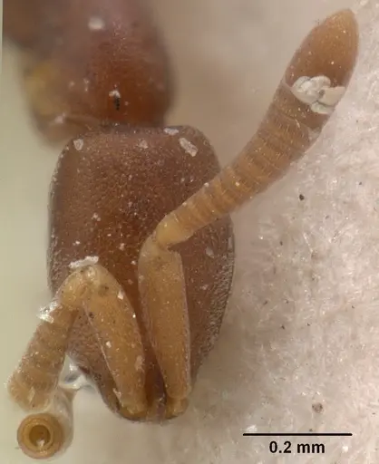 Probolomyrmex guineensis specimen CASENT0101768 image casent0101768_2