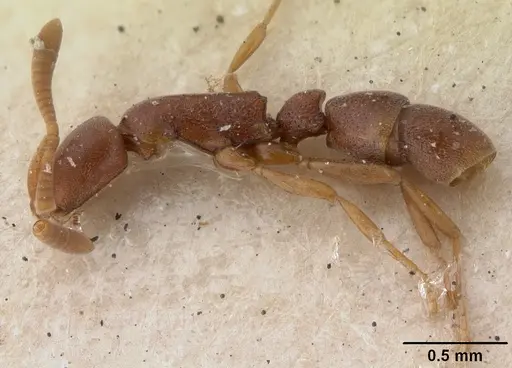 Probolomyrmex guineensis specimen CASENT0101768 image casent0101768_3