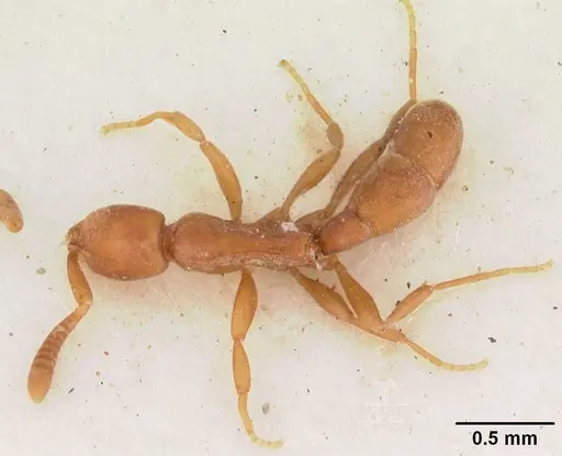Probolomyrmex guineensis specimen CASENT0102218 image casent0102218_1