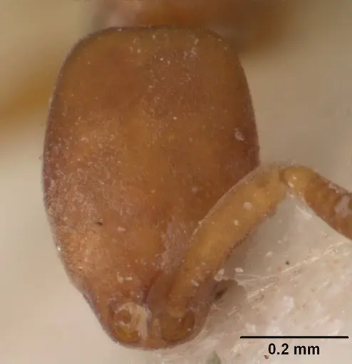 Probolomyrmex guineensis specimen CASENT0102218 image casent0102218_2