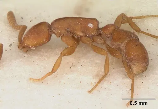 Probolomyrmex guineensis specimen CASENT0102218 image casent0102218_3