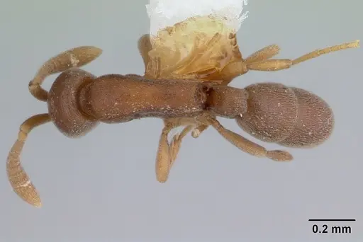 Probolomyrmex guineensis specimen CASENT0178270 image casent0178270_1