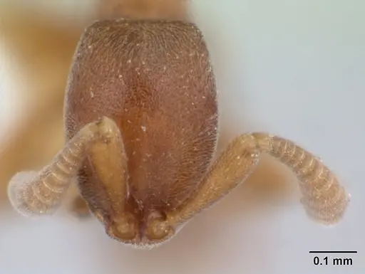 Probolomyrmex guineensis specimen CASENT0178270 image casent0178270_2