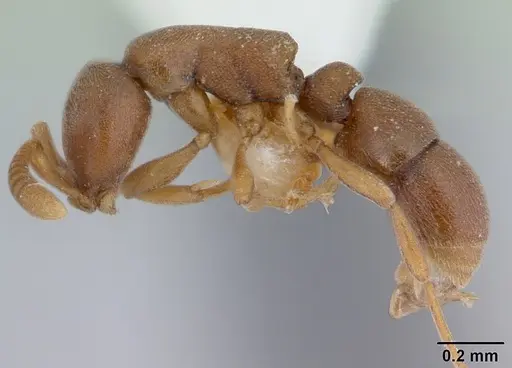 Probolomyrmex guineensis specimen CASENT0178270 image casent0178270_3