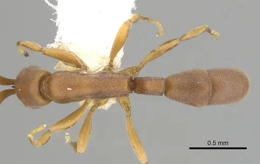 Probolomyrmex guineensis specimen CASENT0249253 image casent0249253_1