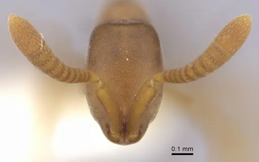 Probolomyrmex guineensis specimen CASENT0249253 image casent0249253_2